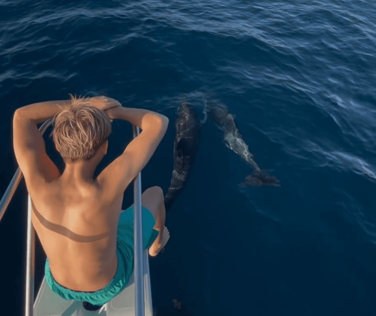 Dolphins alongside boat